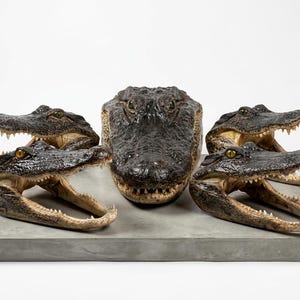 May include: A collection of five taxidermy alligator heads arranged on a rectangular gray concrete base. The central head faces forward, while the four surrounding heads are positioned with their jaws open, displaying sharp teeth and dark skin.