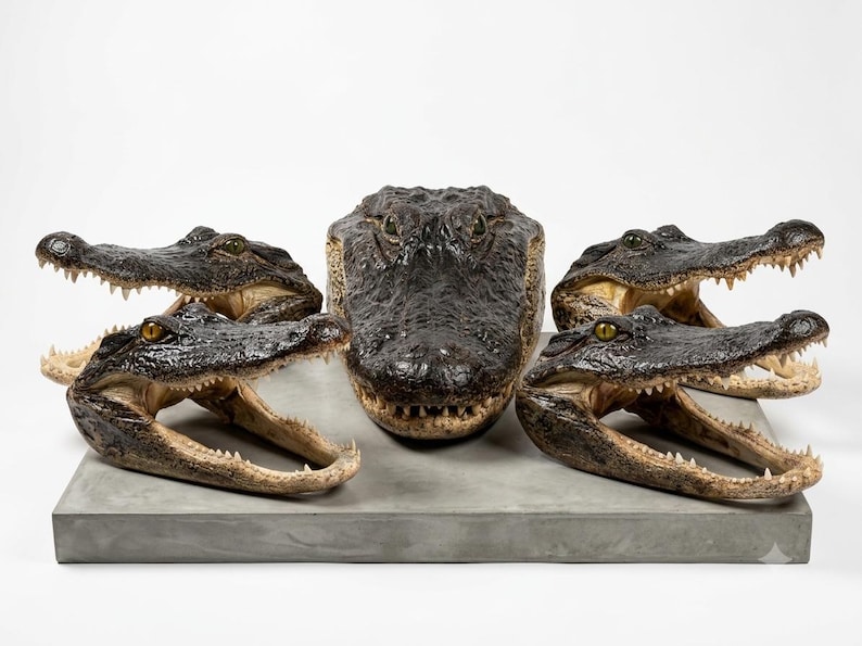 May include: A collection of five taxidermy alligator heads arranged on a rectangular gray concrete base. The central head faces forward, while the four surrounding heads are positioned with their jaws open, displaying sharp teeth and dark skin.