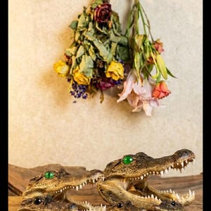 May include: A collection of four alligator head replicas of varying sizes, each featuring textured brown skin, sharp white teeth, and bright green eyes. The heads are arranged in a group, with two larger specimens positioned behind two smaller ones.