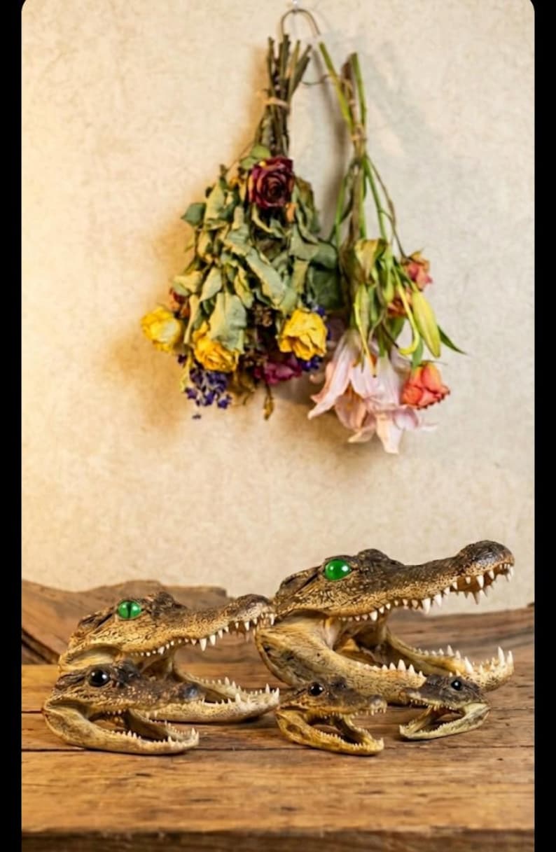 May include: A collection of four alligator head replicas of varying sizes, each featuring textured brown skin, sharp white teeth, and bright green eyes. The heads are arranged in a group, with two larger specimens positioned behind two smaller ones.