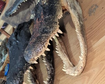Real 16" Monster Alligator Head | 10.5ft Gator Harvested in LA | Authentic Cajun Taxidermy & Bayou Decor| Gothic oddities | Vulture Culture