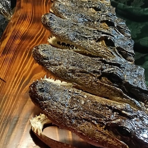 May include: A row of preserved alligator heads arranged in a line on a polished wooden board. Each head features dark, textured skin, visible eyes, and sharp teeth. The heads are positioned one after another, showing the snout and jaw structure.
