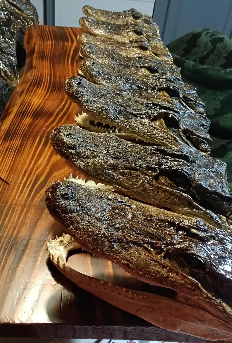 May include: A row of preserved alligator heads arranged in a line on a polished wooden board. Each head features dark, textured skin, visible eyes, and sharp teeth. The heads are positioned one after another, showing the snout and jaw structure.