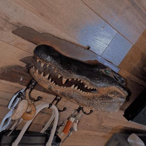 May include: A decorative alligator head wall mount with a black finish and visible teeth. Below the alligator head are several black hooks holding a black Steve Madden bag and other items. A sign that says "I Like Big Mutts" is also visible.