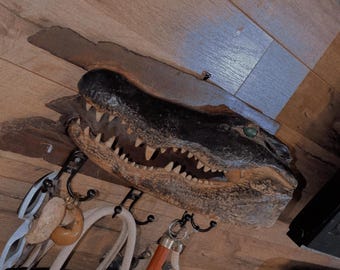 XX Large 10ft Trophy Mounted Alligator Head on Ancient Sinker Cypress-Authentic Louisiana Taxidermy Cajun Oddities Wall Decor & Man Cave Art