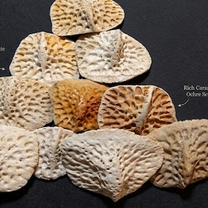 May include: An assortment of bone-white and rich caramel-ochre scute specimens. The scutes have a textured, porous surface and are arranged on a dark background. The image includes the text "Natural Bone-White Scute" and "Rich Caramel-Ochre Scute".