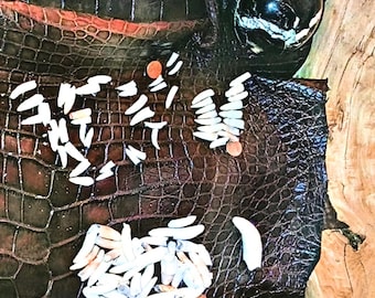 Äkta alligatortänder från Louisiana | 12-pack | Matchande par för örhängen eller bulkhalsband | Etiskt framställda taxidermiben | Gamkultur