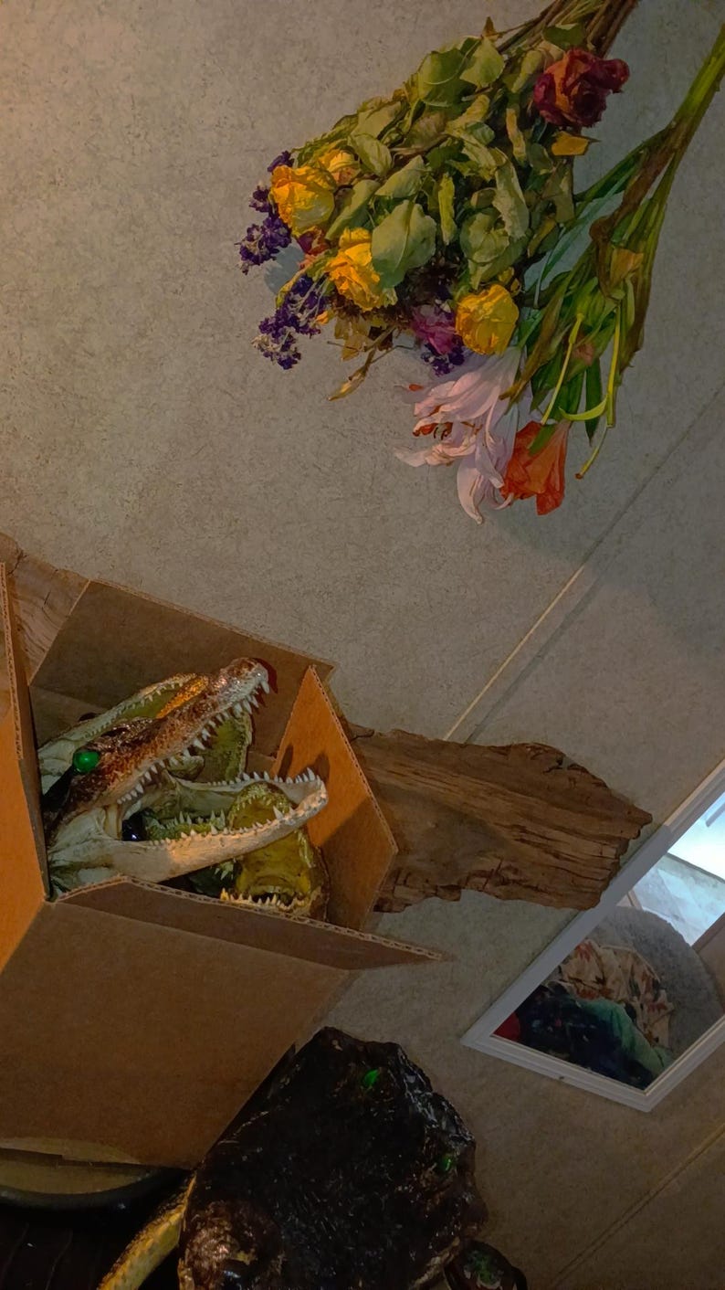 May include: A taxidermy alligator head with an open mouth and green eyes is inside a brown cardboard box. Nearby, a piece of driftwood sits next to a bouquet of dried yellow, purple, and orange flowers, and a framed picture hangs on the wall.