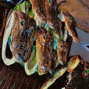 May include: A decorative arrangement featuring multiple preserved alligator heads with textured brown skin, visible sharp teeth, and small green eyes. The heads are clustered together, showcasing detailed scales and natural features in a dark, organic display.