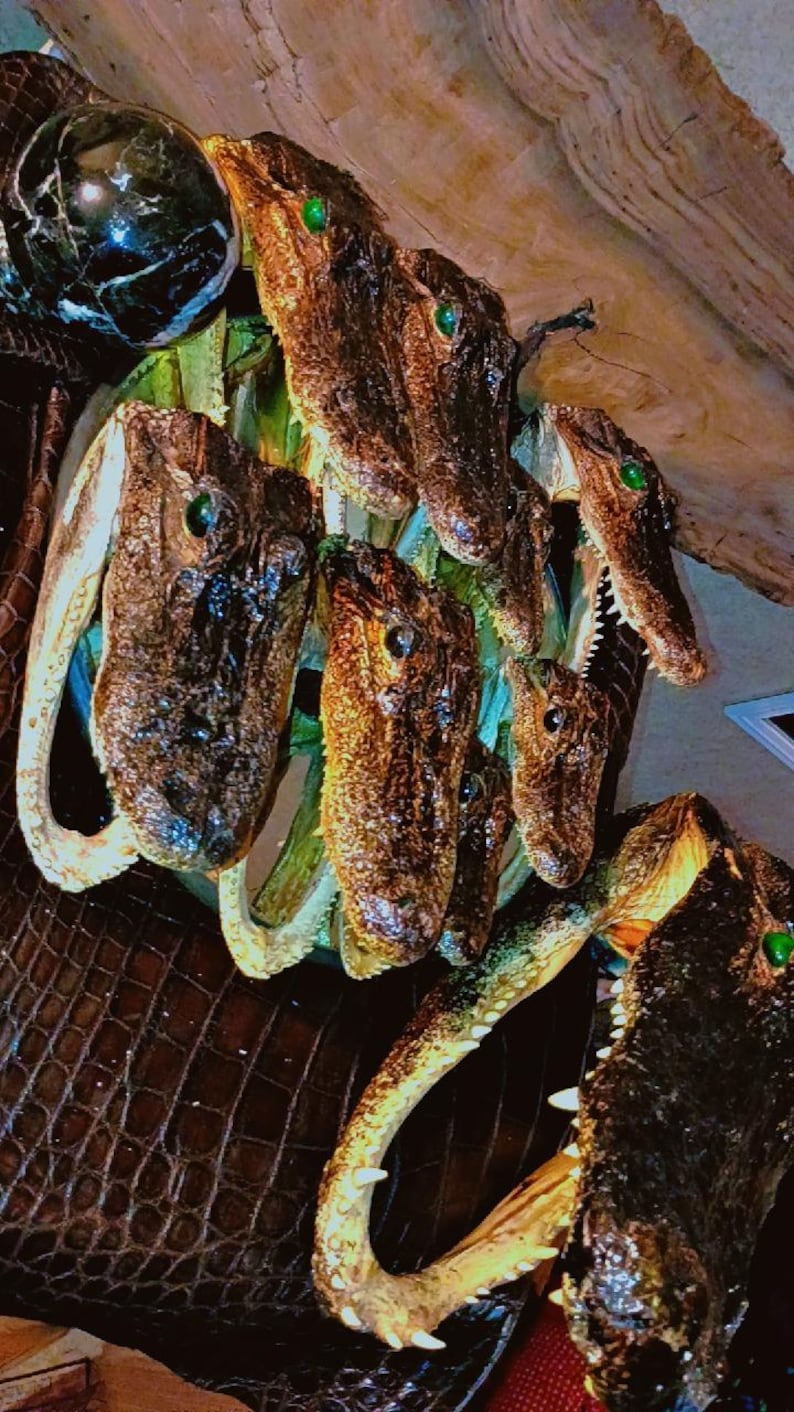 May include: A decorative arrangement featuring multiple preserved alligator heads with textured brown skin, visible sharp teeth, and small green eyes. The heads are clustered together, showcasing detailed scales and natural features in a dark, organic display.