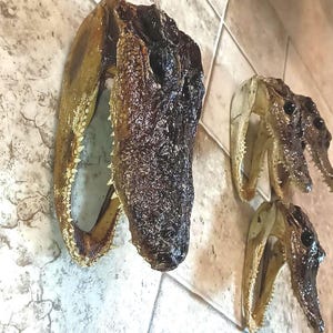 May include: Three preserved alligator skulls with dark brown, textured skin and visible rows of sharp, white teeth. The skulls are arranged in a group, showing the elongated snout, bony eye sockets, and the natural structure of the jawbone.