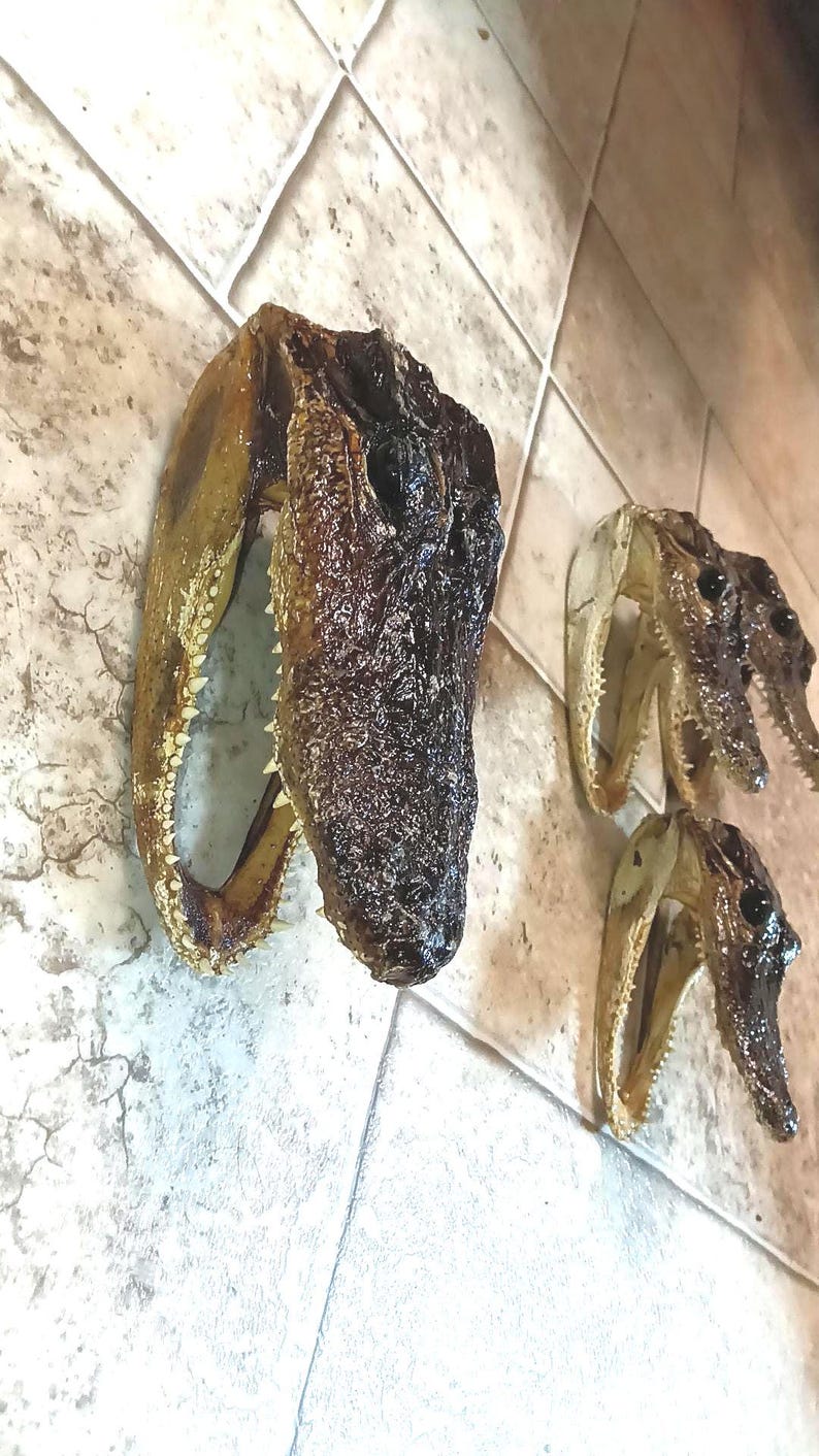 May include: Three preserved alligator skulls with dark brown, textured skin and visible rows of sharp, white teeth. The skulls are arranged in a group, showing the elongated snout, bony eye sockets, and the natural structure of the jawbone.