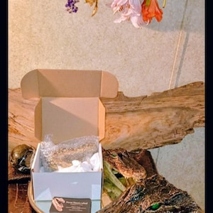 May include: A small, open cardboard shipping box containing bubble wrap and white tissue paper, accompanied by a rectangular business card labeled "Pura Handcrafted," positioned next to a realistic, textured alligator head sculpture with green eyes.