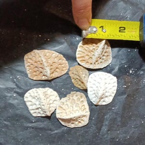 May include: Six beige, leaf-shaped objects are arranged on a black surface. A tape measure indicates a measurement of approximately 5 cm. The objects have a textured surface, with a few white specks scattered around.