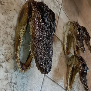 May include: Three preserved alligator heads with dark brown, textured skin and visible rows of sharp, pointed teeth. The specimens are arranged with one large head positioned on the left and two smaller heads placed to the right, showing open jaws.