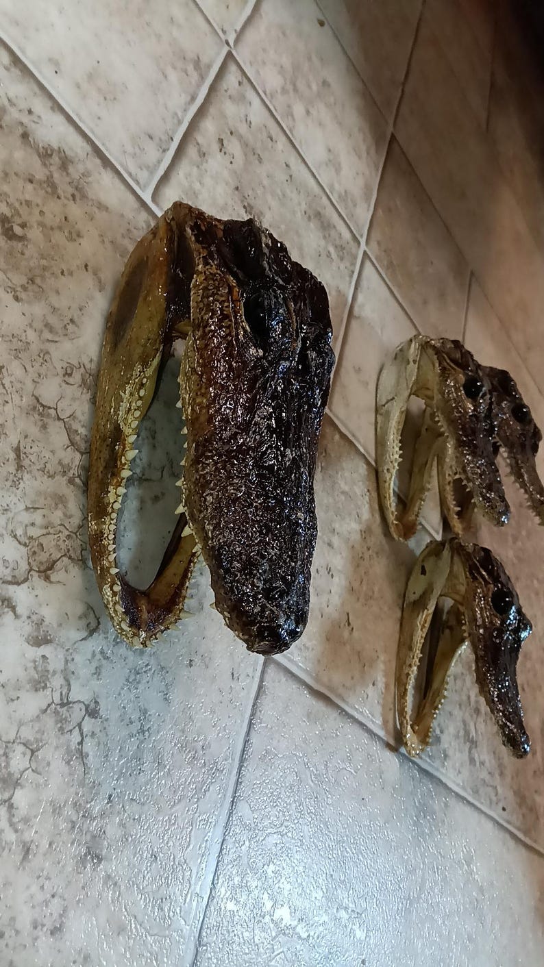 May include: Three preserved alligator heads with dark brown, textured skin and visible rows of sharp, pointed teeth. The specimens are arranged with one large head positioned on the left and two smaller heads placed to the right, showing open jaws.