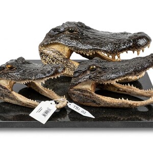 May include: Three preserved alligator heads of varying sizes mounted on a rectangular black granite base. Each head features dark, textured skin, visible teeth, and amber-colored eyes. Two white paper tags with text are attached to the specimens.