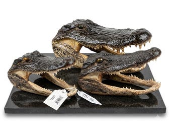 Genuine Louisiana Alligator Head Specimen – High-End Preserved Taxidermy Gator for Executive Desk, Man Cave & Oddities Display