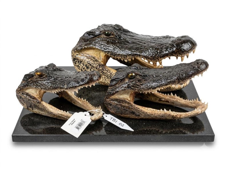 May include: Three preserved alligator heads of varying sizes mounted on a rectangular black granite base. Each head features dark, textured skin, visible teeth, and amber-colored eyes. Two white paper tags with text are attached to the specimens.
