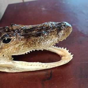May include: A preserved alligator head featuring a dark brown, textured skin surface with visible scales and a prominent snout. The lower jaw is open, revealing a row of small, sharp, off-white teeth along the jawline and a dark eye socket.