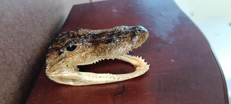 May include: A preserved alligator head featuring a dark brown, textured skin surface with visible scales and a prominent snout. The lower jaw is open, revealing a row of small, sharp, off-white teeth along the jawline and a dark eye socket.