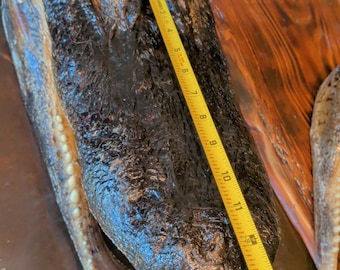 LARGE-XLARGE-XXLarge-XXXlarge Authentice Cajun Alligator Head Taxidermy: 9ft-13ft Louisiana Gator XXlarge discounted from boating accident)
