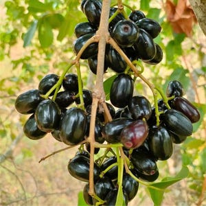 以下が含まれることがあります： 枝からぶら下がっている、ジャムブと呼ばれる濃い紫色のジャワプラムの房のクローズアップ。 プラムは光沢があり、緑の葉と茶色の枝に囲まれています。