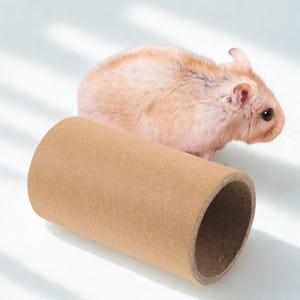 Può includere: Un piccolo criceto marrone chiaro accanto a un tubo di cartone marrone. Il criceto ha una pelliccia marrone chiaro e occhi scuri. Il tubo è cilindrico e sembra essere fatto di carta riciclata. Lo sfondo è bianco con ombre morbide.