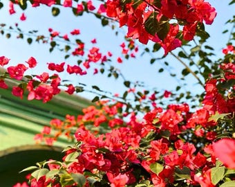 Vibrant Red Bougainvillea Vines – Set of 2 – 4" Pots – Fast-Growing Tropical Flowering Plants – Bougainvillea glabra