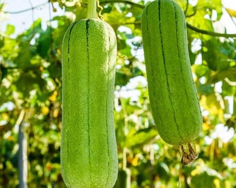 Live Luffa (Loofah) Plant – 2 Healthy Plants in 4" Pot – Grow Your Own Natural Sponge – Fast Growing Vine
