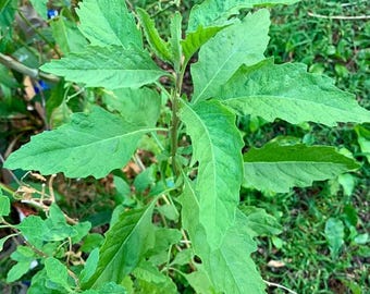 Set 3 Epazote (Dysphania ambrosioides) – Live Herb Plant in 4" Pot for Kitchen Garden