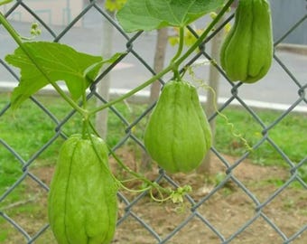 Live Chayote Plant – Edible Squash Vine – Sechium edule – 1 Gallon Pot – Easy to Grow Vegetable Plant