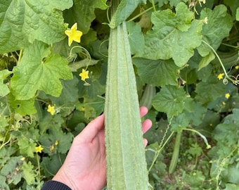 Live Ridge Gourd / Luffa Plant – Edible Vegetable Vine – Loofah Plant – 4" Pot – Easy to Grow
