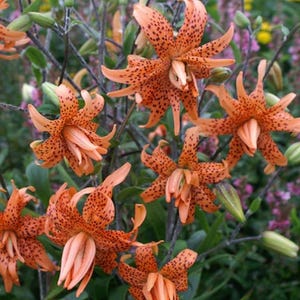 May include: Close-up of vibrant orange tiger lilies with dark spots, showcasing their unique petal shape. The flowers are in full bloom, surrounded by green foliage and stems, creating a natural, colorful display.