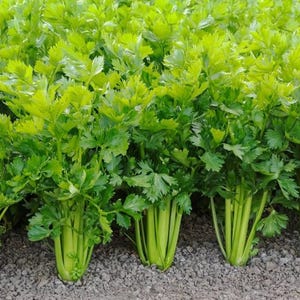 May include: A close-up shot of fresh celery plants growing in a garden. The celery stalks are a vibrant green, with lush, leafy tops. The plants are arranged in a row, with the stalks standing upright. The ground is covered in small, gray pebbles.