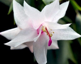 White Thanksgiving Cactus – Vibrant Holiday Succulent – 7" Tall Including 2" Pot – Easy Care – Stunning White Flowers – Ideal Indoor Gift