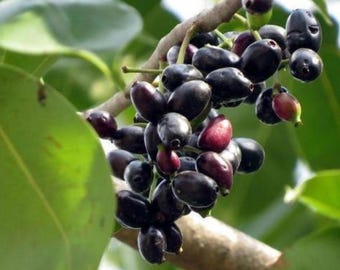 Live Java Plum Tree – 2.5ft Tall Seedling in 1 Gallon Pot – Tropical Fruit Tree for Garden or Patio