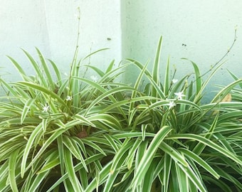 Live Variegated Spider Plant - No Pot Included - Air Purifying Indoor Houseplant - Easy Care Green Plant for Home or Office Decor