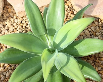Live Green Foxtail Agave Plant – Small 8" Tall Succulent in 4" Pot – Unique Drought-Tolerant Indoor or Outdoor Plant