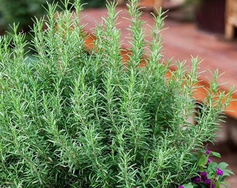 Rosemary Live Plant – 4" Pot Included – Herb Garden Seedling for Indoor or Outdoor
