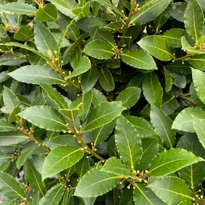 May include: Close-up of a vibrant green bay laurel plant. The image showcases numerous glossy, oval-shaped leaves with prominent veins. Small, yellow buds are visible along the stems, indicating potential flowering. The plant's dense foliage creates a lush, textured appearance.