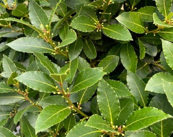 Live Bay Leaf Tree – 12" Tall in 3–4" Pot – Culinary Herb Tree – Laurus nobilis