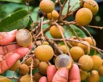 Live Longan Plant – Healthy Tropical Plant in 4" Pot – 8–10" Tall