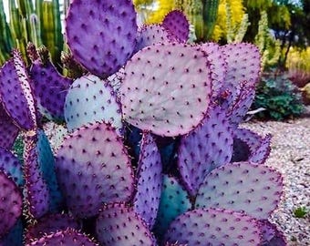 Live Purple Prickly Pear Cactus – Small Plant 6-8" Tall in 4" Pot – Unique Succulent for Indoor or Outdoor Decor
