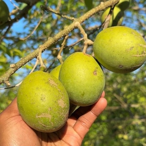 Live White Sapote Plant – 1.5ft Tall Seedling in 1 Gallon Pot – Tropical Fruit Tree for Home Garden or Patio