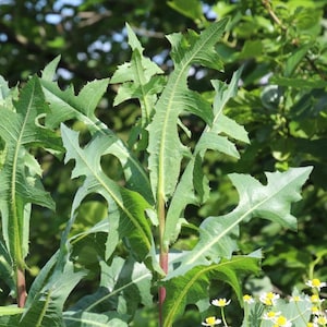 May include: Close-up of green leaves with jagged edges and a reddish stem. The leaves are the primary focus, with a blurred background of other greenery and small white flowers. The image showcases a natural, botanical theme.