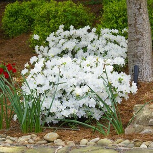 May include: A vibrant display of white azalea bushes in full bloom. The image showcases a lush garden setting with green foliage in the background, and a tree trunk on the right side. The azaleas are the focal point, with their bright white flowers.