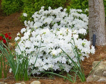 Live White Azalea Plant – 10" Tall in 3" Pot – Elegant Flowering Shrub for Outdoor Gardens – Spring Blooms