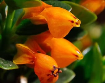 Orange Goldfish Plant (Shady Lady) – Live Plant – 4" Pot Included – Vibrant Tropical Flowers