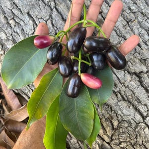 May include: A cluster of oval-shaped jamun fruits with smooth, dark purple to black skin and some lighter reddish-pink specimens, attached to green stems with several broad, smooth, elliptical green leaves attached to the fruit bunch.